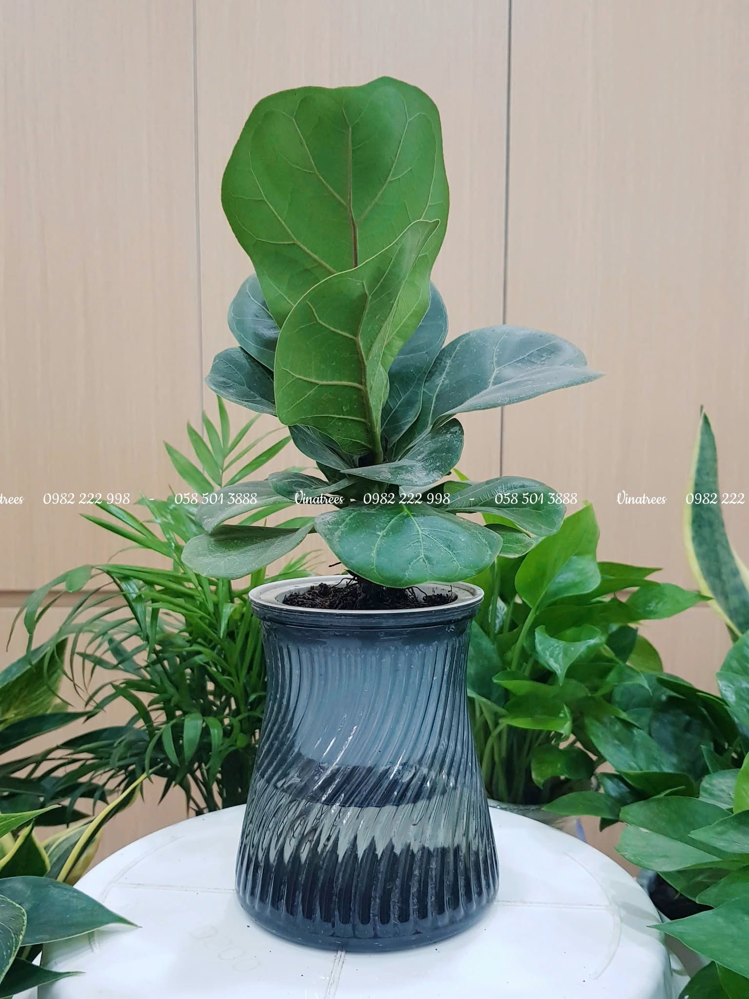 Vinatrees bán cây bàng Singapore để bàn